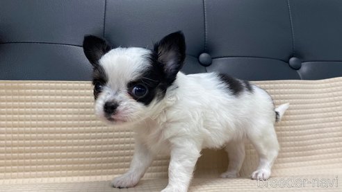 成約済の兵庫県のチワワ(ロングコート)-320455の3枚目
